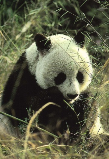 le panda géant